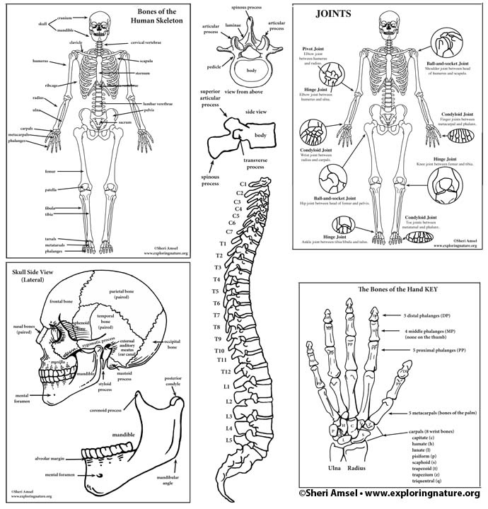 Skeletal System Diagram Bundle High School College Downloadable Only
