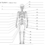 Skeletal System Diagram Worksheet Anatomy And Physiology Skeletal