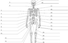 Skeletal System Diagram Worksheet Anatomy And Physiology Skeletal