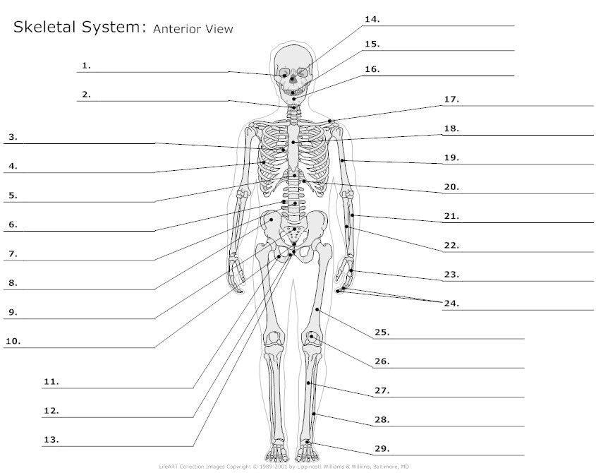 Skeletal System Diagram Worksheet Anatomy And Physiology Skeletal 
