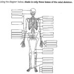 Skeletal System Fill In The Blank Worksheets Skeletal System