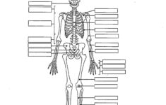 Skeletal System Fill In The Blank Worksheets Skeletal System