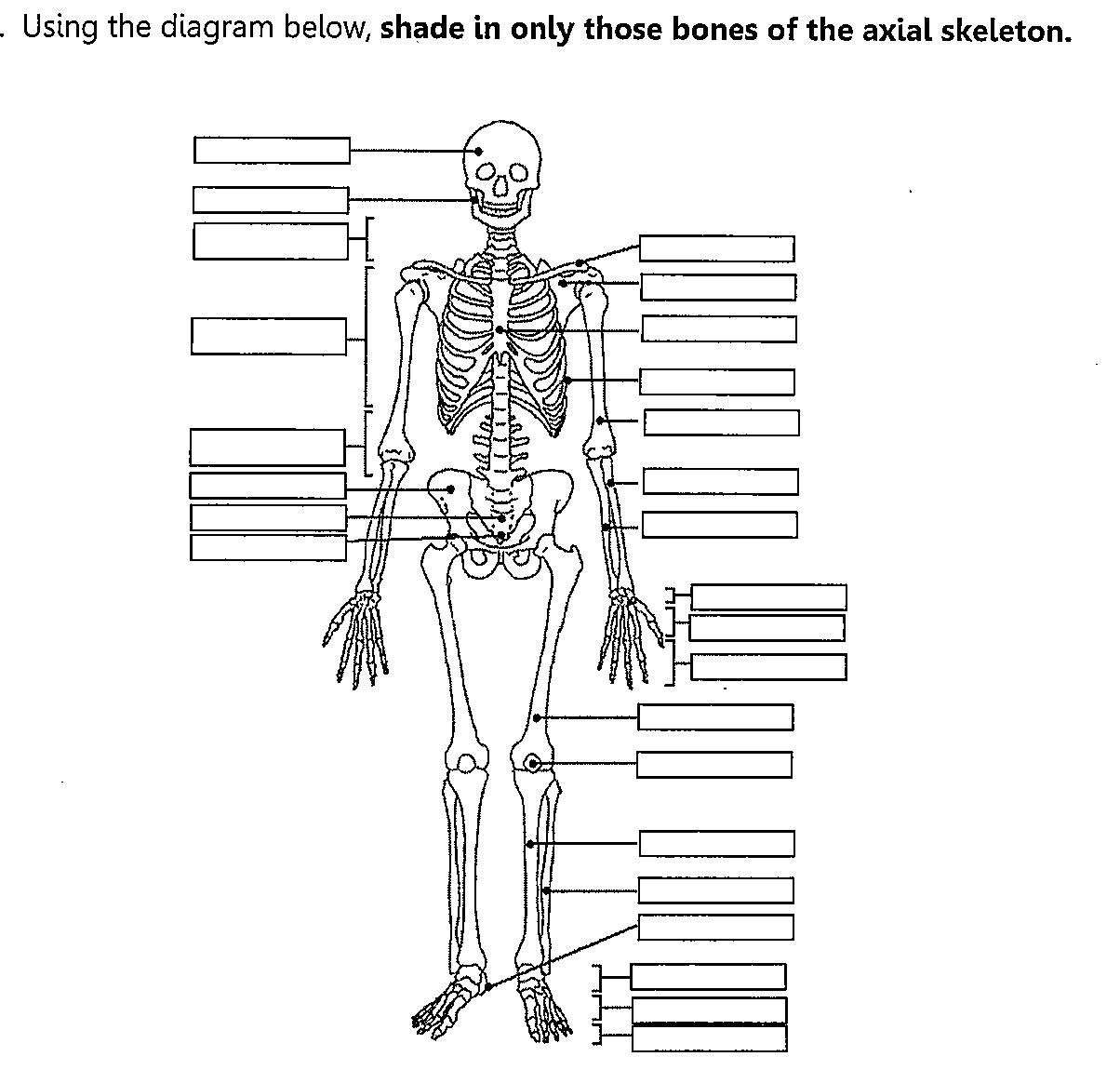 Skeletal System Fill In The Blank Worksheets Skeletal System 