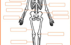 Skeletal System Interactive And Downloadable Worksheet You Can Do The