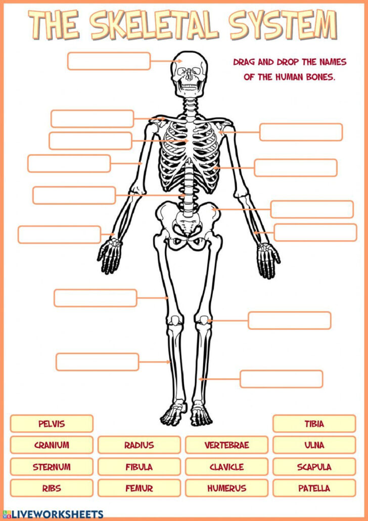 Anatomy Skeletal System Worksheets