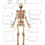 Skeletal System Interactive Worksheet