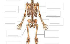 Skeletal System Interactive Worksheet