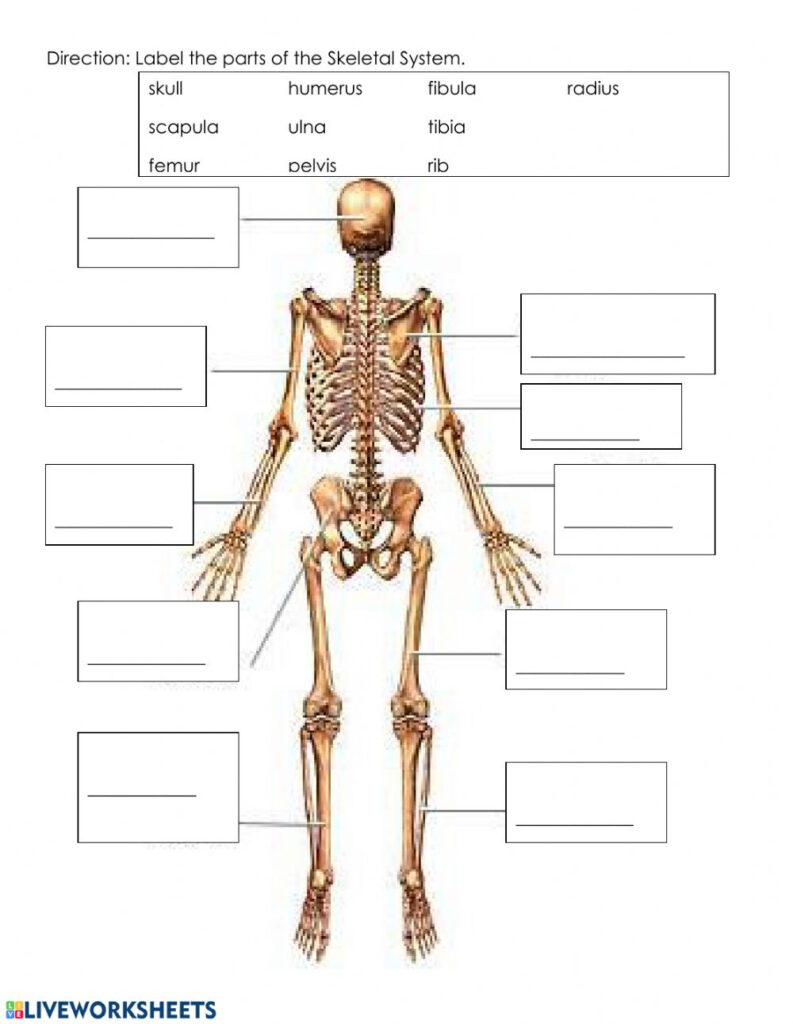 Skeletal System Interactive Worksheet Anatomy Worksheets 3439