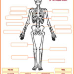 Skeletal System Interactive Worksheet Skeletal System Worksheet