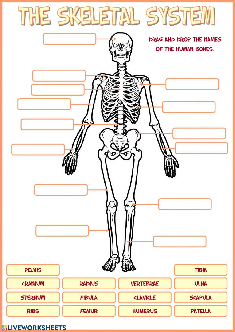 Skeletal System Interactive Worksheet Skeletal System Worksheet 