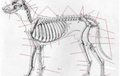 Skeletal System Review