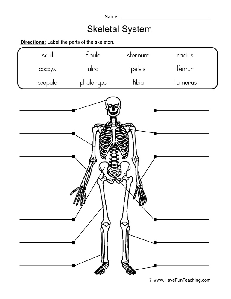 Skeletal System Worksheet 2