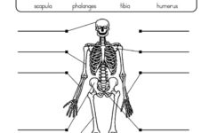 Skeletal System Worksheet 2 Have Fun Teaching