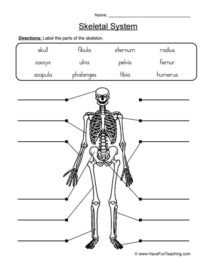 Human Anatomy Skeletal System Worksheet
