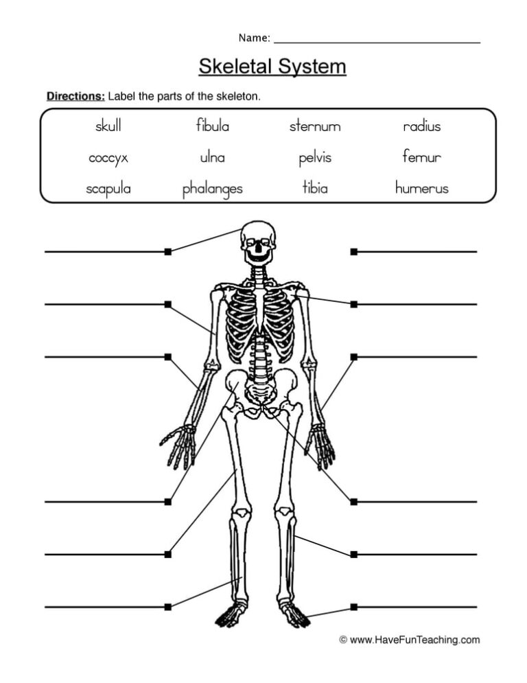 Human Anatomy Skeletal System Worksheet | Anatomy Worksheets