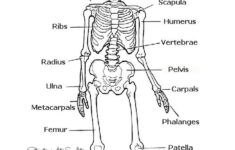 Skeletal System Worksheet Pdf Answers Worksheet