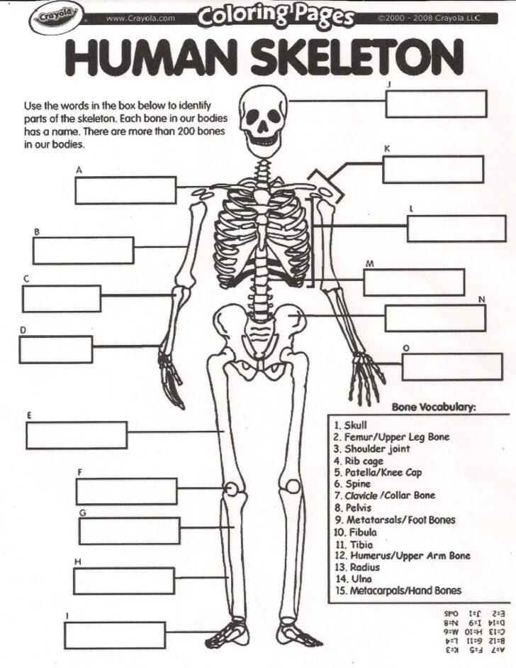 Human Anatomy And Physiology Skeletal System Worksheet Answers