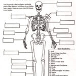Skeletal System Worksheet Pdf Answers Worksheet