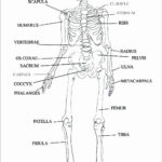 Skeletal System Worksheets For College Worksheets Master