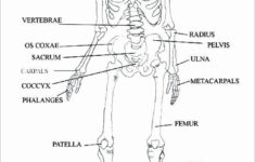 Skeletal System Worksheets For College Worksheets Master