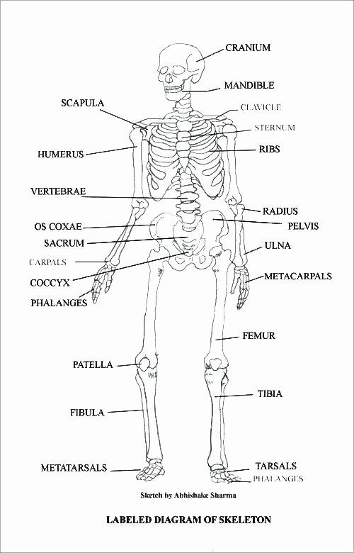 Skeletal System Worksheets For College Worksheets Master