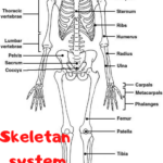 Skeletan System Drawing Human Skeletal System Skeletal System