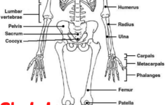Skeletan System Drawing Human Skeletal System Skeletal System