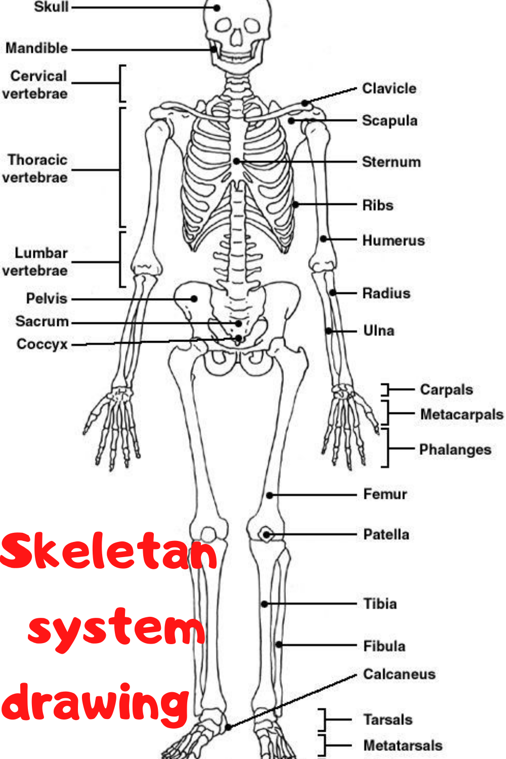Skeletan System Drawing Human Skeletal System Skeletal System 