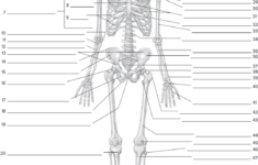 Skeleton Fill In The Blank Worksheets