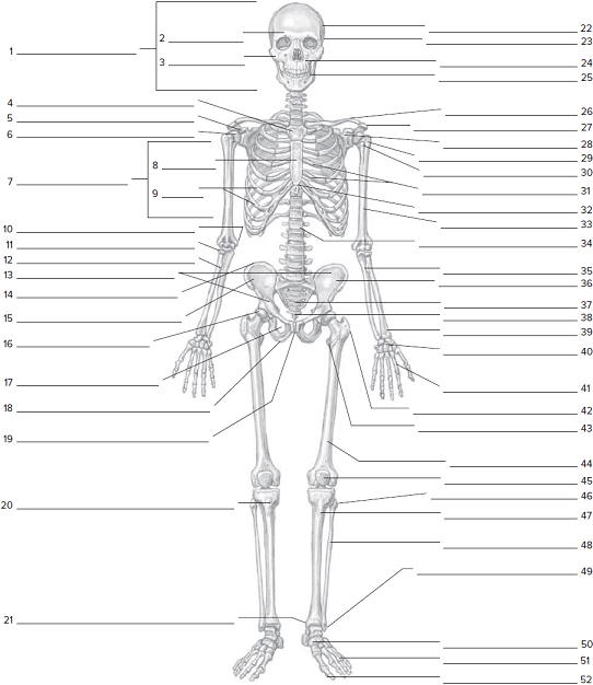 Skeleton Fill In The Blank Worksheets