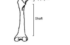 Skeleton Worksheet Answers WikiEducator