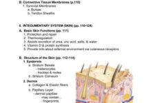 Skin And Body Membranes Chapter 4 Worksheet Answers