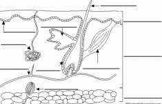 Skin Diagram To Label Body Systems Worksheets Integumentary System