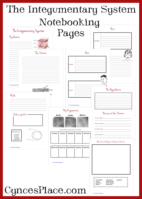 Skin Integumentary System Notebooking Pages In 2020 Integumentary 