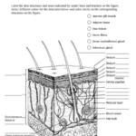 Skin Worksheet