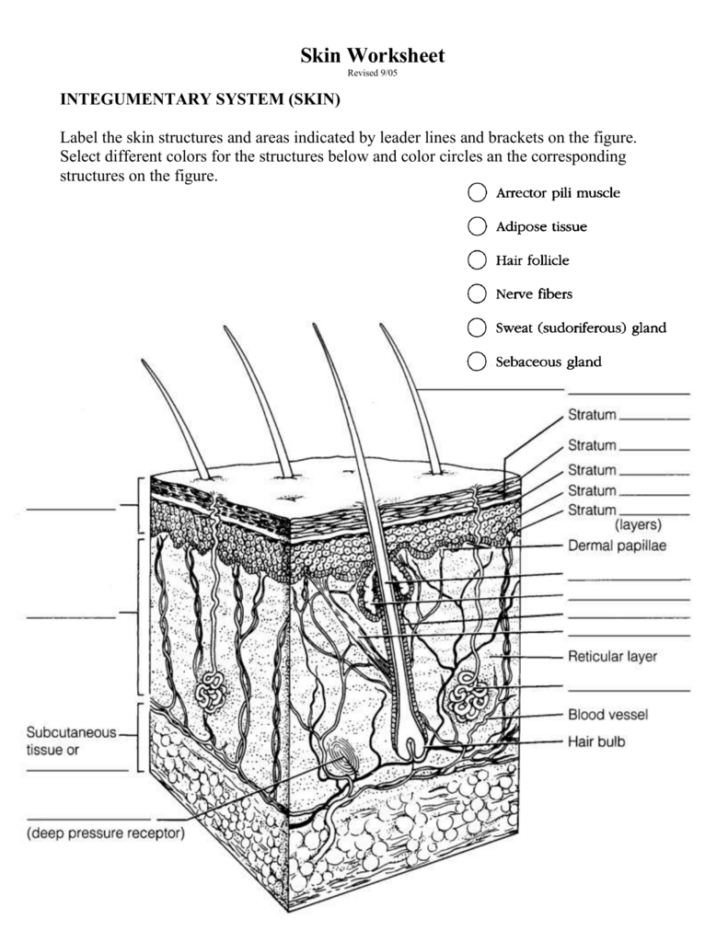 Anatomy And Physiology Integumentary System Worksheet Basic Skin Structure