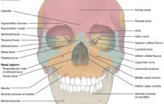 Skull Labeling Worksheet Db excel