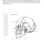 Skull Labeling Worksheet Db Excel