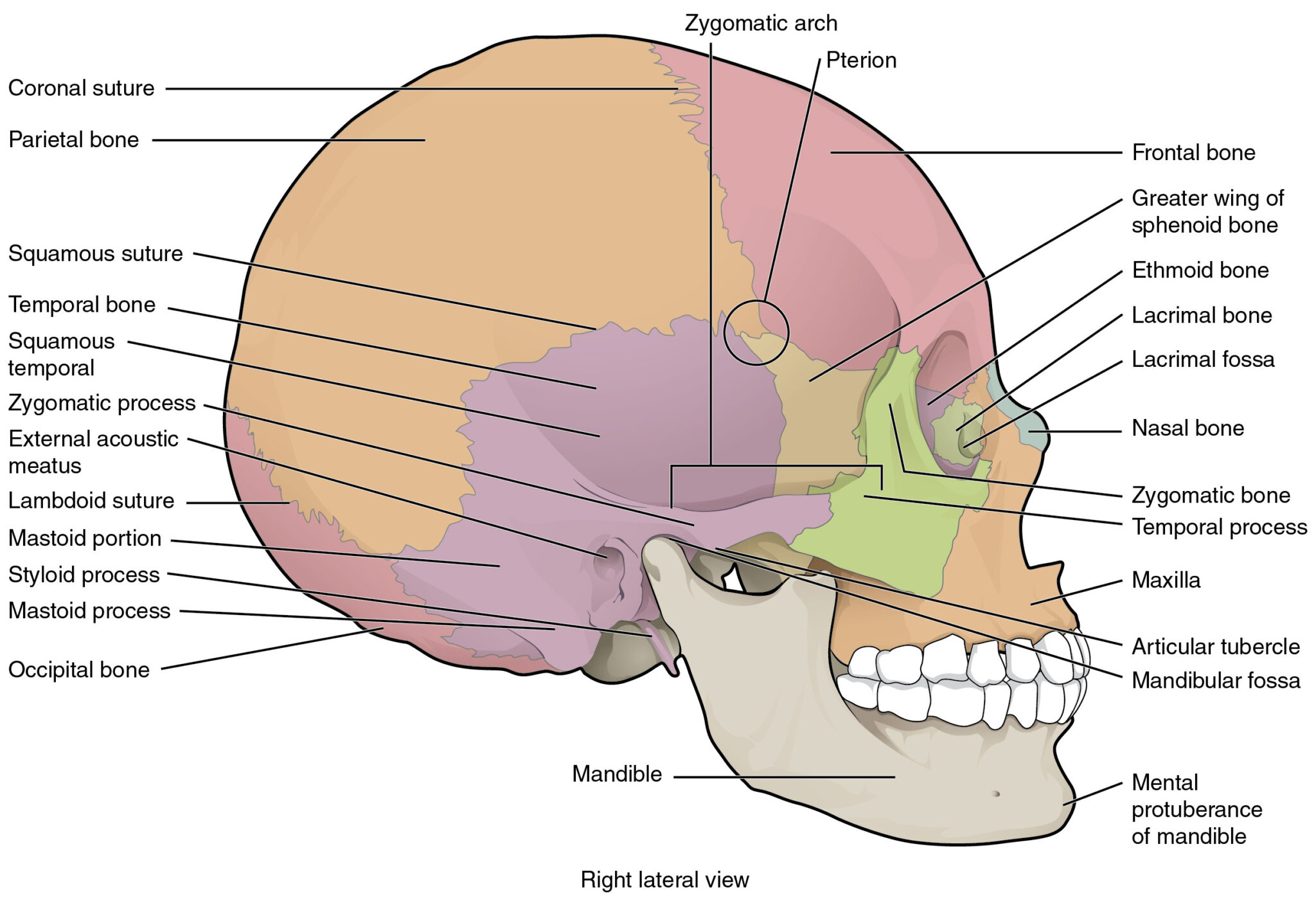 Skull Labeling Worksheet Db Excel | Anatomy Worksheets