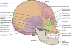Skull Labeling Worksheet Db excel