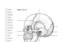 Skull Labeling Worksheet Db excel