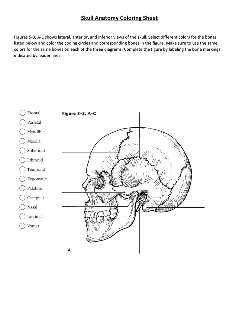 Skull Labeling Worksheet Db excel