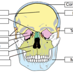 Skull Labeling Worksheets