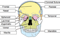 Skull Labeling Worksheets