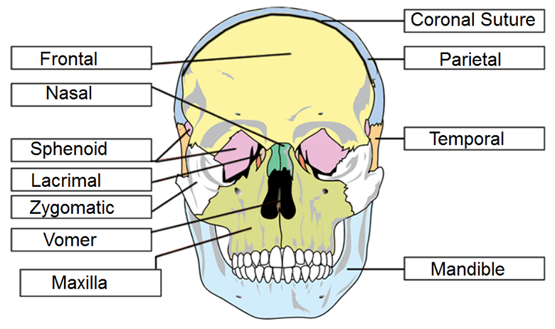 Skull Labeling Worksheets