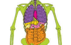 Small Vital Dude 13300 GunFun Shooting Targets