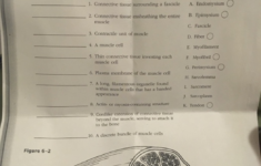 Solved Chapter 6 The Muscular System 105 MICROSCOPIC ANAT Chegg