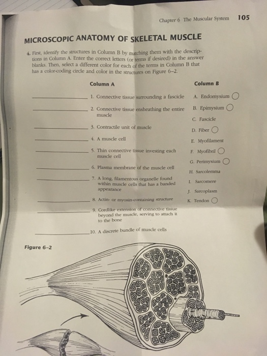 Microscopic Anatomy Of Skeletal Muscle Worksheet Chapter 6 Answers