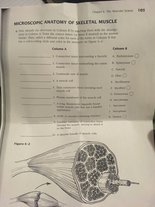 Microscopic Anatomy Of Skeletal Muscle Worksheet Answers Anatomy Worksheets