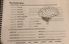 Solved Gross Anatomy Of The Brain And Cranial Nerves The Chegg